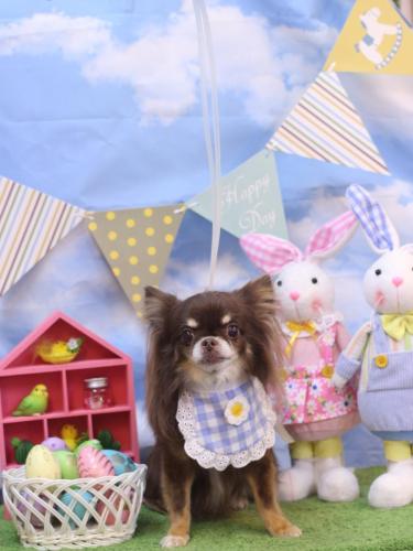 20240312チロルくん